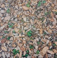 IMG-20250207-WA0019